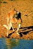 Red kangaroo (Macropus rufus)