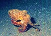 Marbled octopus (Octopus aegina)