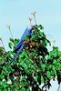 Spix's macaw (Cyanopsitta spixii)