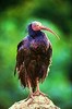 Hermit ibis (Geronticus eremita)