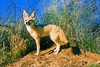 Kit fox (Vulpes macrotis)