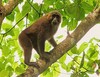 Moor macaque (Macaca maura)