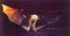 Grey-headed flying fox (Pteropus poliocephalus)