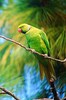 Mauritius parakeet (Psittacula eques)
