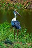 Maguari stork (Ciconia maguari)