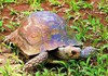 Asian brown tortoise (Manouria emys)