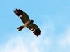 Réunion harrier (Circus maillardi)