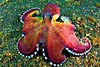 Veined octopus (Amphioctopus marginatus)
