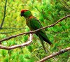Thick-billed parrot (Rhynchopsitta pachyrhyncha)