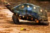 Red-footed tortoise (Geochelone carbonaria)