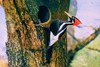 Ivory-billed woodpecker (Campephilus principalis)
