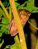 Seychelles scops owl (Otus insularis)
