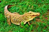 Cuban crocodile (Crocodylus rhombifer)