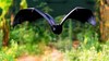 Livingstone’s flying fox (Pteropus livingstonii)