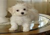 Cute Maltese Puppies For R-Homing
