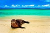Hawaiian monk seal (Monachus schauinslandi)