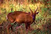 Giant muntjac (Megamuntiacus vuquangensis)