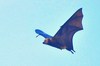 Mauritian flying fox (Pteropus niger)
