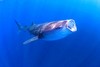 Whale shark