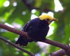 Golden-crested mynah (Ampeliceps coronatus)