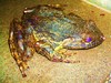 Goliath Frog (Conraua goliath)