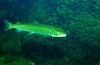 Danube salmon (Hucho hucho)