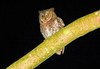 Rinjani scops owl (Otus jolandae)
