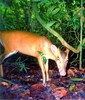 Bornean yellow muntjac (Muntiacus atherodes)