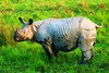Indian rhinoceros (Rhinoceros unicornis)