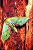 Fabulous green sphinx moth (Tinostoma smaragditis)