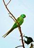 Rose-ringed parakeet (Psittacula krameri)