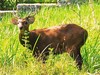 Bawean deer (Axis kuhlii)