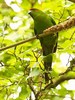 Red-fronted parakeet (Cyanoramphus novaezelandiae)