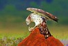 Short-toed eagle (Circaetus gallicus)