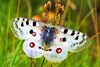 Apollo butterfly (Parnassius apollo)