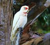 Long-billed corella (Cacatua tenuirostris)