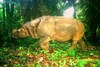 Javan rhinoceros (Rhinoceros sondaicus)