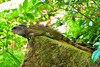 Sail-fin lizard (Hydrosaurus pustulatus)