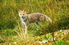 Pampas fox (Pseudalopex gymnocercus)