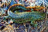 Sharp-ribbed Salamander (Pleurodeles waltl)