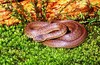 Smooth snake (Coronella austriaca)