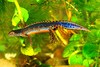 Alpine newt (Triturus alpestris)