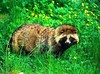 Raccoon dog (Nyctereutes procyonoides)
