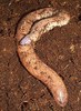 Mexican burrowing caecilian (Dermophis mexicanus)
