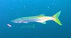 Pickhandle barracuda (Sphyraena jello)