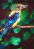 Spangled kookaburra (Dacelo tyro)