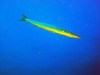 European barracuda (Sphyraena sphyraena)