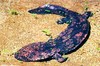 Chinese giant salamander (Andrias davidianus)