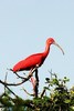 Scarlet ibis (Eudocimus ruber)