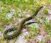 Samar cobra (Naja samarensis)